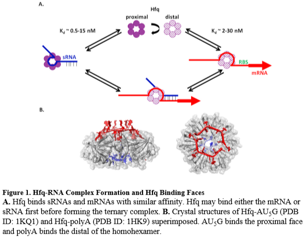Image:Hfq-RNA_binding.PNG