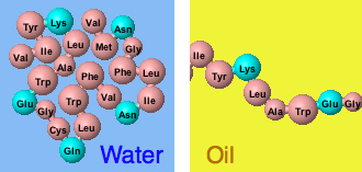 Protein folding simulations. Click image for Movie.
