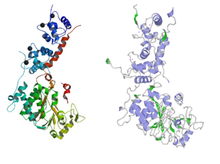 Structure of rat calcineurin and human calcineurin