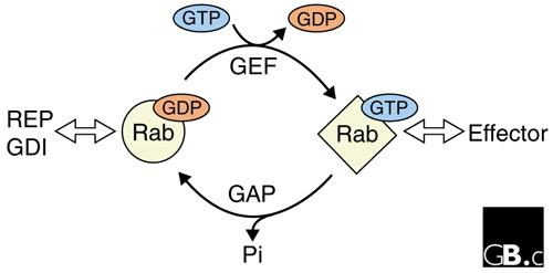 Figure1: Cycle of the small G protein Rab 