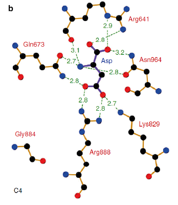 Figure 4 Inhibitor-binding site of Flaverina trinervia’s C4 PEPC. Adapted from Paulus et al. 2013. 