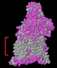 Image:Transmembrane-surface.png