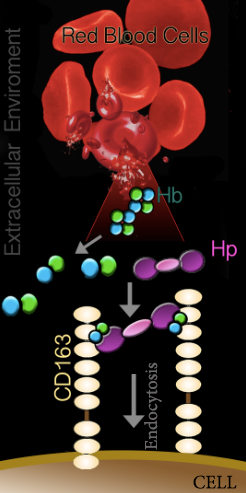  Figure 1. Hb-Hp/CD-163 Pathway during Intravascular hemolysis by Ololade Fatunmbi.      Haptoglobin 1-1 (Hp), an abundant glycoprotein in blood binds free hemoglobin (Hb) dimers in one of the strongest non-covalent binding events known in biology. This interaction shields Hb residues that are prone to oxidative modification. Hb-Hp globin complexes bind to the CD163 cell surface receptor on macrophages leading to their internalization and catabolism.