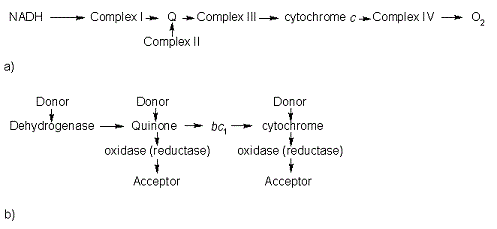 Figure 3. The electron transport chain of a) eukaryotes as compared to b) prokaryotes.