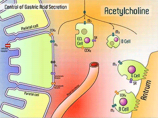 Image:signaling pathway 2.gif