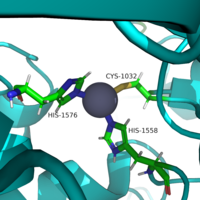 Figure 2. Triad of Residues that keep Neurofibromin in the Closed Conformation. The residues shown are C1032, H1558, and H1576. In the center of those residues is a zinc ion, shown in grey.