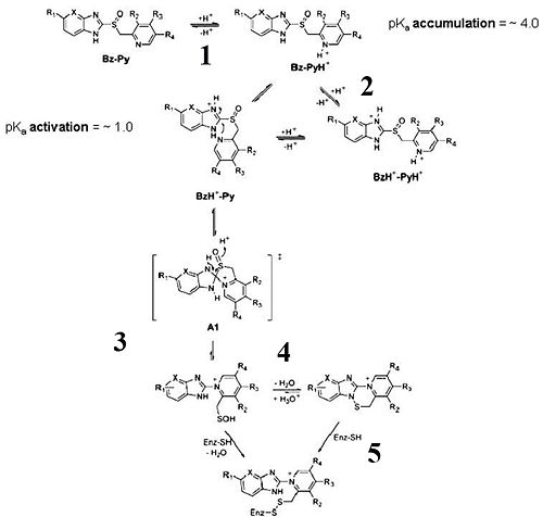Activation of Esomeprazole to sulfonamide [7]. R1=OCH3, R2=CH3, R3=CH3, R4=CH3, X=CH, Bz=benzimidazole, Py=pyridine[7]. Mechanism: (1) protonation of Py, (2) protonation of Bz, (3) intramolecular rearrangement of BzH+-Py, forms sulfenic acid (4) dehydration to form sulfenamide (5) disulfide bond formation between enzyme Cys residues and sulfonamide [7].