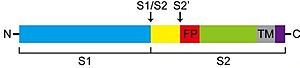 Schematic representation of the cleavage sites in TMPRSS2 protein structure.