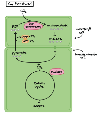 Figure 2 Diagrammatic representation of the C4 photosynthetic pathway (source)