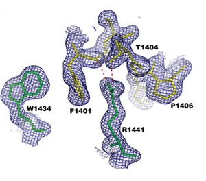 The residue R1441 is located at the end of helix α3 and interacts with helix α2 from the other paired monomer peptide chain at the dimer interface 