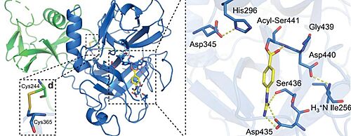 Close-up view of the SP catalytic triad residues and the post-activation Asp440:Ile256 salt bridge showing complete maturation of the protease. Nafamostat treatment results in phenylguanidino acylation of Ser441. Polar contacts are shown as yellow dashed lines. 