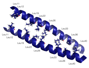 Leucine Zipper, residues 1-58, PDB 1ZXA