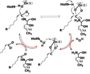 Figure 1 Proposed mechanisms of the zinc-dependent hydrolysis of C2-ceramide (Black arrows) and the zinc-dependent synthesis of C2-ceramide from palmitate and sphingosine (Red arrows) by CerN . Figure adapted from Inoe et al.(2009)