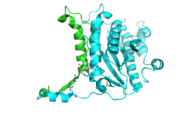 The dimer interface is highlighted between monomers, chain A (green) & chain B (cyan), showing a large contact area. Part of chain A was removed to show more clearly the extensive interface between the monomers. The two salt bridges, between K95 to D128 and E13 to R30, are highlighted as well as some hydrogen bonding.3otb