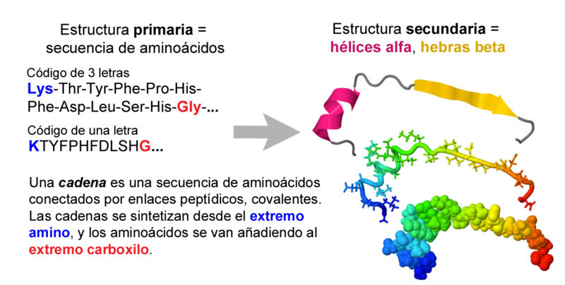 Image:Protein-structure-4-levels-Ic-flat-Spanish.png