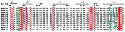Fig. 7. Sequence alignments of residues 320-400 in several AChEs and in hBChE. The numbering used is that of TcAChE. Fully conserved residues are in white on a red background. The columns for the four residues corresponding to the 4D motif in TcAChE and zebrafish acetylcholinesterase are framed in green, and it can be seen that the motif is conserved only in these three AChEs. TcAChE, Torpedo californica AChE; TmAChE, Torpedo marmorata AChE; EeAChE, Electrophorus electricus AChE; DrAChE, Danio rerio AChE; BfAChE, Bungarus fasciatus AChE; HuAChE, human AChE; BoAChE, bovine AChE; MoAChE, mouse AChE; HdAChE, designed HuAChE, D4 variant; HuBChE, human BChE; AgAChE, Anopheles gambiae AChE; DmAChE, Drosophila melanogaster AChE.