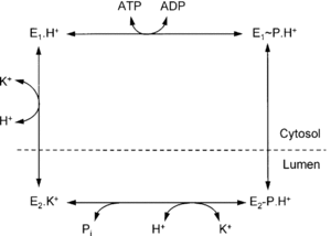 Conformational Change. The reaction begins when a hydronium ion binds to the enzyme on the cytoplasmic surface [12]. MgATP will phosphorylate the enzyme at an Asp386 residue in a DKTG amino acid sequence to form the E1~Pi H+ intermediate [12]. E1 undergoes a conformational change to form E2, where the ion site is exposed and H+ is released at a pH ~ 1.0 [7]. Extracellular K+ ions then bind to the same exposed region and the enzyme dephosphorylates [7]. An occluded form of the enzyme (trapped) is formed once K+ ions bind; the enzyme de-occludes, reforms the E1 complex, and K+ is released [7].
