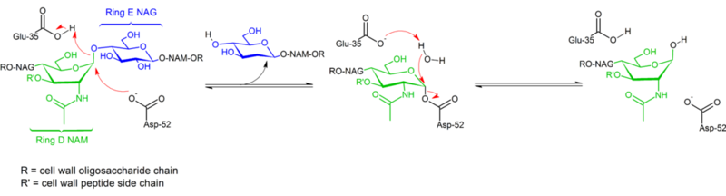 Image:Mechanism of Lysozyme action.png