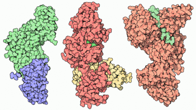 Anthrax toxin is composed of protective antigen (left, PDB entry 1acc) which delivers edema factor and lethal factor (center and right, PDB entries 1k90 and 1jky). They are the toxic components that attack cells. 
