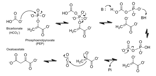 Figure 5 Catalytic mechanism of PEPC based on maize C4-PEPC and E. coli PEPC crystal structures and the three-step reaction model. The hydrophobic pocket is shown as yellow circles and the residues show maize numbering. Adapted from Izui et al. 2004. 