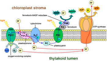Photosynthesis Schematic within Thylakoid Membrane