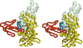 Fig. 5. A Stereo View of the Combined Model of α-BTX-HAP(Red) and AChBP subunits