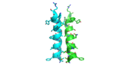 The interface between alpha helices D of the two monomers shows the large amount of contacts helping to stablize the dimer.3otb