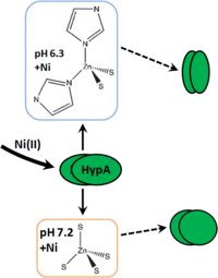 Fig. 1: Diagram of Ni- and pH-dependent structural changes to Zn(II) site of HpHypA (adapted figure)
