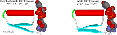 Fig. 3. NAD binding sites of 3-phosphoglycerate dehydrogenase (2p9e) (residues 152-182) and lactate dehydrogenase (1i0z). NAD is shown in CPK mode.