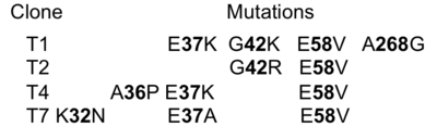 The identities of the mutations present in the 4 selected clones are provided in the table