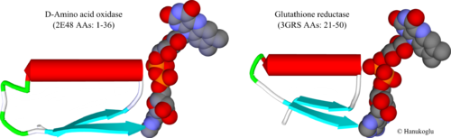 Fig. 2. The FAD binding sites of D-amino acid oxidase (2e48) (residues 1-36) and glutathione reductase (3grs) (residues 21-50). FAD is shown in CPK mode.