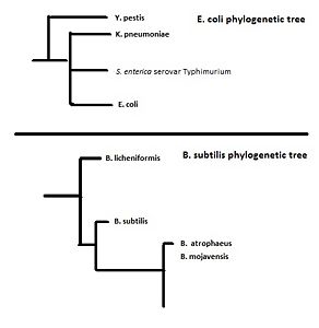 Basic representations of the phylogenetic trees of E. coli and B. subtilis.