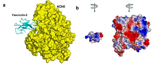 Figure 4. AChE-fasciculin-2 complex. (a) A side view of the complex, illustrating the geometric complementarity of the two interacting proteins. AChE is presented as a yellow surface and fasciculin-2 as a blues ribbon. (b) A front view of both interacting proteins, presented separately as surfaces colored by electrostatic potential (blue is positive, white is neutral, and red is negative). To create this view, both proteins were rotated 90º compared to their position in a, AChE to the right and fasciculin to the left. The electrostatic compatibility between the two proteins is clear; The positively charged part of fasciculin matches the entrance to AChE's binding site, which is negatively charged .