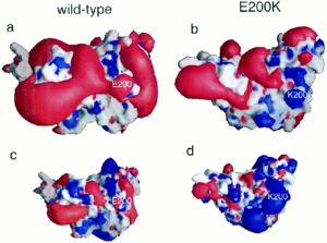 Caption: This shows (a&c) the electrostatic potential of wild-type Human Prion Protein with Glu200 and (b&d) the electrostatic potential of variant Lys200.  
