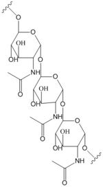 poly-β-1,6-N-acetylglucosamine