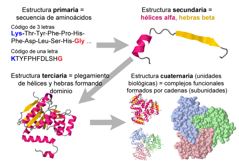 Image:Protein-structure-4-levels-IIIc-flat-Spanish.png