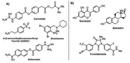 TMPRSS2 modulators: (A) chemical structure of TMPRSS2 inhibitors and (B) some transcriptional inhibitors. 