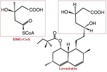 Comparison of Chemical Structure of HMG-CoA and Lovastatin