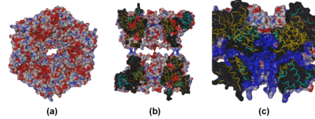 Electrostatic potential mapped at the molecular surface for the R1deltaDII/R2deltaDII dodecamer. (a) top view and (b) cross-section view showing the central channel. (c) cross-section view of the SV40 Ltag hexamer complexed with ATP (PDB 1svm), included for comparison. In (a) and (b) the R1deltaDII and R2deltaDII monomers are colored gold and cyan, respectively. In (c) the SV40 monomers are alternately colored gold and cyan.