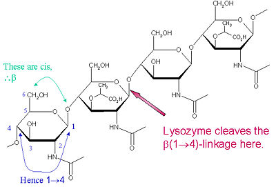 Lysozyme Cleavage Site