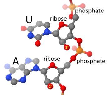 Fragment of an RNA strand, with nucleobases U and A, the sugar ribose and the phosphate diester linkages labeled