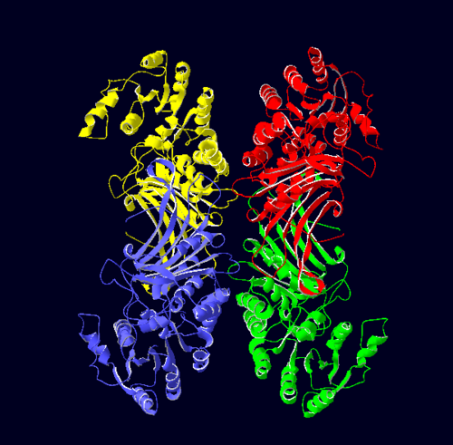 Figure 1: Cartoon figure of the first biological assemblye unit of glucose-6-phosphate dehydrogenase(PDBID:1QKI) indicating 4 identical monomers which are coloured by chain(A=yellow, B=blue, C=green and D=red. SWISSPDBViewer was used to generate the above image.