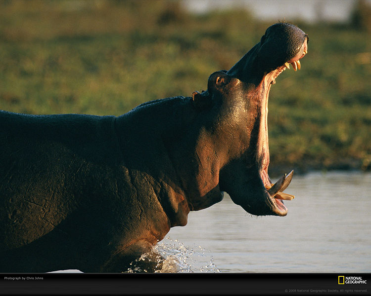 Image:Hippopotamus-johns-504735-xl.jpg
