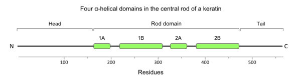 Fig. 1. The locations of the α-helical domains (1A, 1B, 2A and 2B) in the central rod of a keratin subunit.