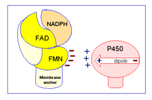 Figure 2: Electrostatic charge pairing between Cyt P450 and the FMN binding domain induces the interaction between CYPOR and Cyt P450.