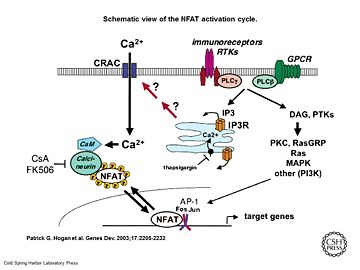 Schematic view of the NFAT activation cycle 