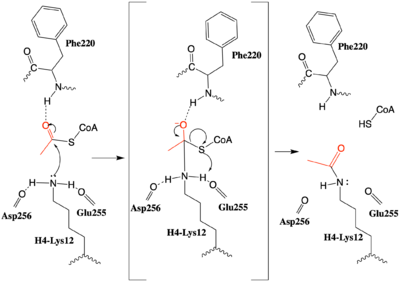 Figure 3: The proposed HAT1 Mechanism with the transferred acetyl group in red. (The carbonyl of Ser218 described in the text and jmolSetTarget('1');jmolLink('delete $clickGreenLinkEcho; refresh;setL = \"setLoading();\"; javascript @setL; script /wiki/extensions/Proteopedia/spt/wipeFullLoadButton.spt;  isosurface DELETE; scn = load(\"/wiki/scripts/83/834210/Mechanism_lys_carbonyls/1.spt\"); scn = scn.replace(\'# initialize;\', \'# initialize;\nclearSceneScaleCmd = \"clearSceneScale();\"; javascript @clearSceneScaleCmd;\n\'); scn = scn.replace(\'_setSelectionState;\', \'_setSelectionState; message Scene_finished;\'); script inline scn;','green link','green link'); is not shown activating the Lys12 nucleophile)