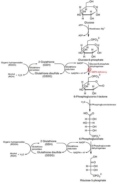 Figure 3: A diagram of the pentose phosphate pathway showing the conversion of glucose into ribose-5-phosphate (source http://en.wikipedia.org/wiki/File:Pathology_of_G6PD_deficiency.png)
