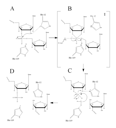 Figure II: RNase A Catalysis. (A) Initial attack of 2'hydroxyl stabilized by His12. (B) Pentavalent phosphorous intermediate. (C) 2'3' cyclic intermediate degradation. (D) Finished products: Two distinctive nucleotide sequences. Figure generated via Chemdraw
