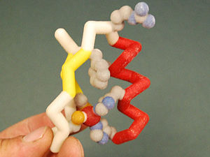 The model shown above is an example of a physical model of the zinc finger protien.  In this representation, the Alpha Helix is shown in Red, the Beta Sheets are displayed in Yellow, and the Residues are represented in CPK color format (O=red, N=blue, C=gray, S=yellow).  The Zinc Atom in this structure is colored Red.
